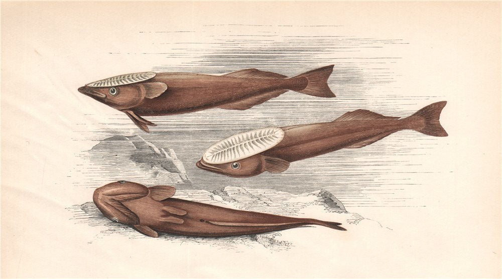 REMORA. Remora remora, Shark sucker, Suckerfish, Sucking Fish. COUCH 1862